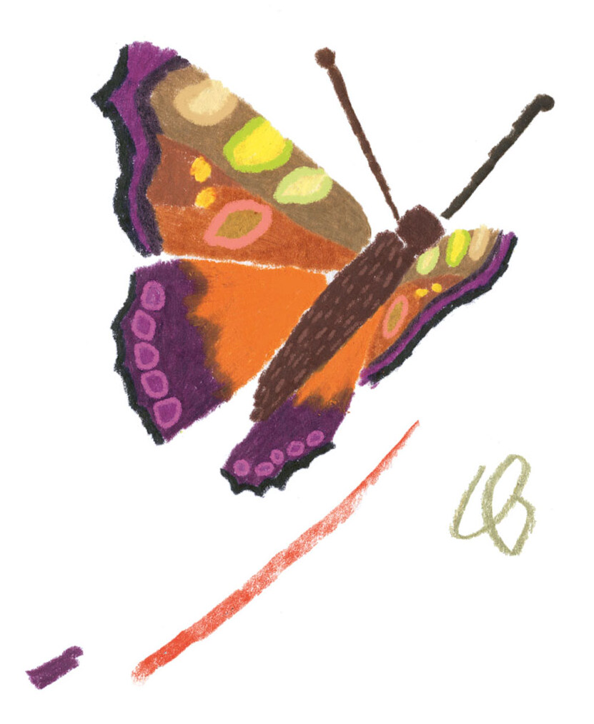 Illustration eines Schmetterlings